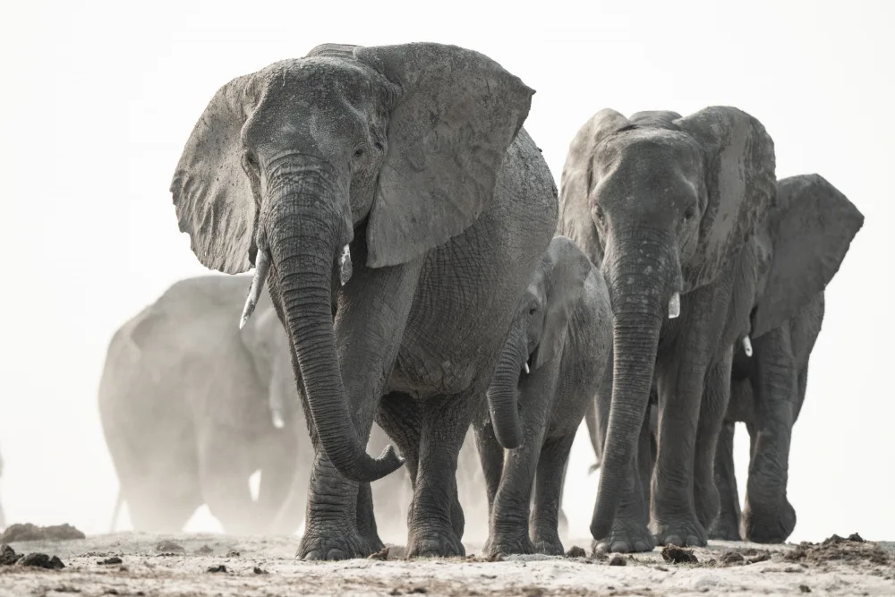 Steenkamp, Etienne: March of the Giants 2