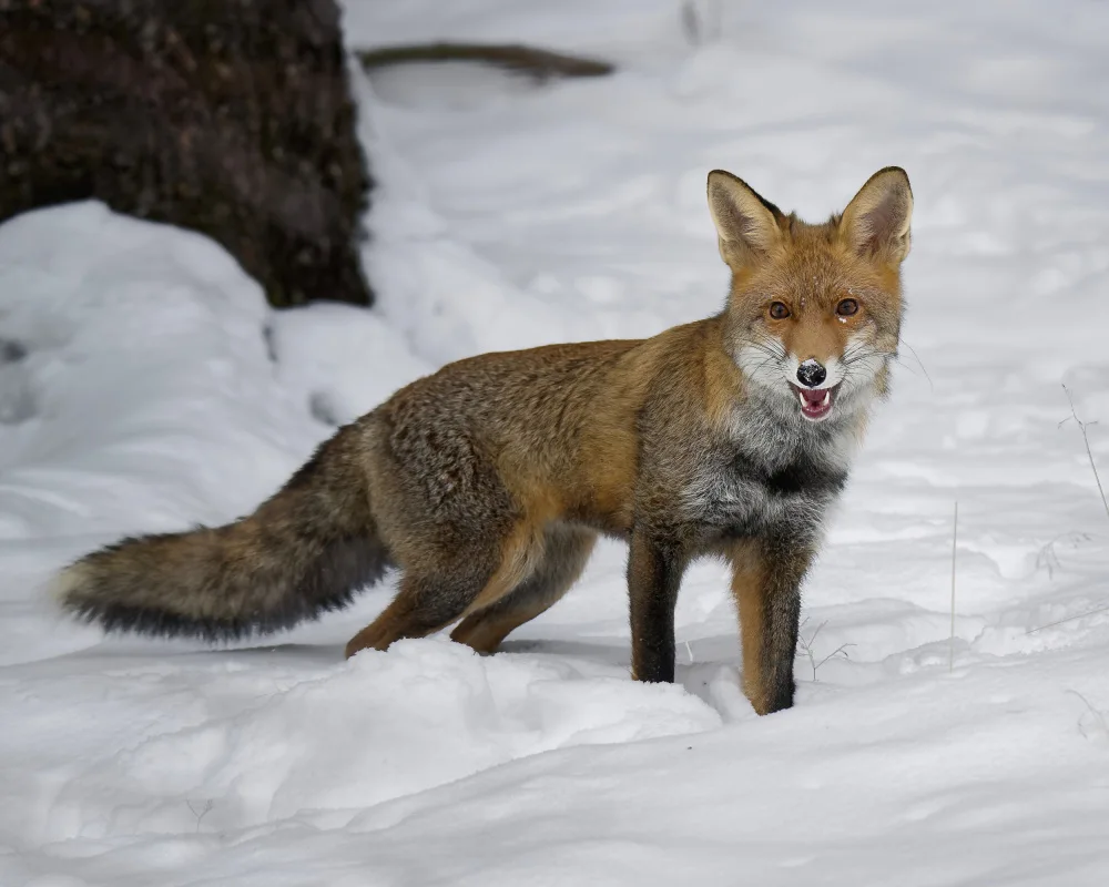 Firešová, Michaela: A fox in winter forest