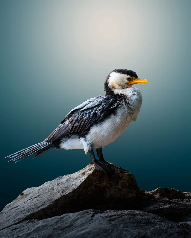 TaranSohal: Cormoran