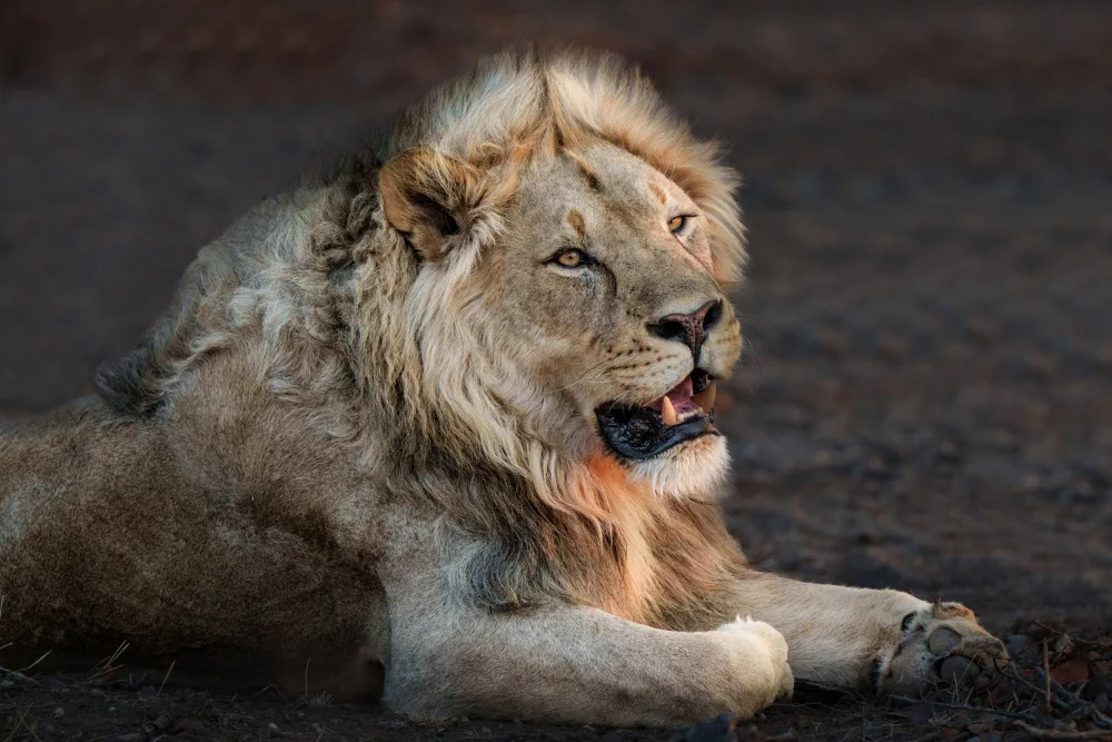 Steenkamp, Etienne: Royal Repose