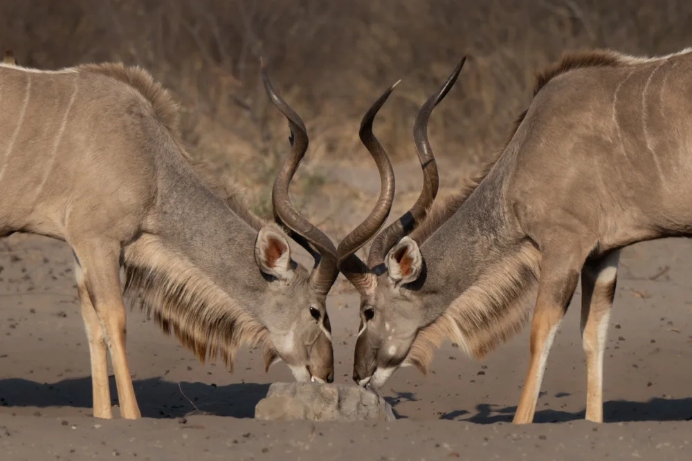 Steenkamp, Etienne: Mirror Image