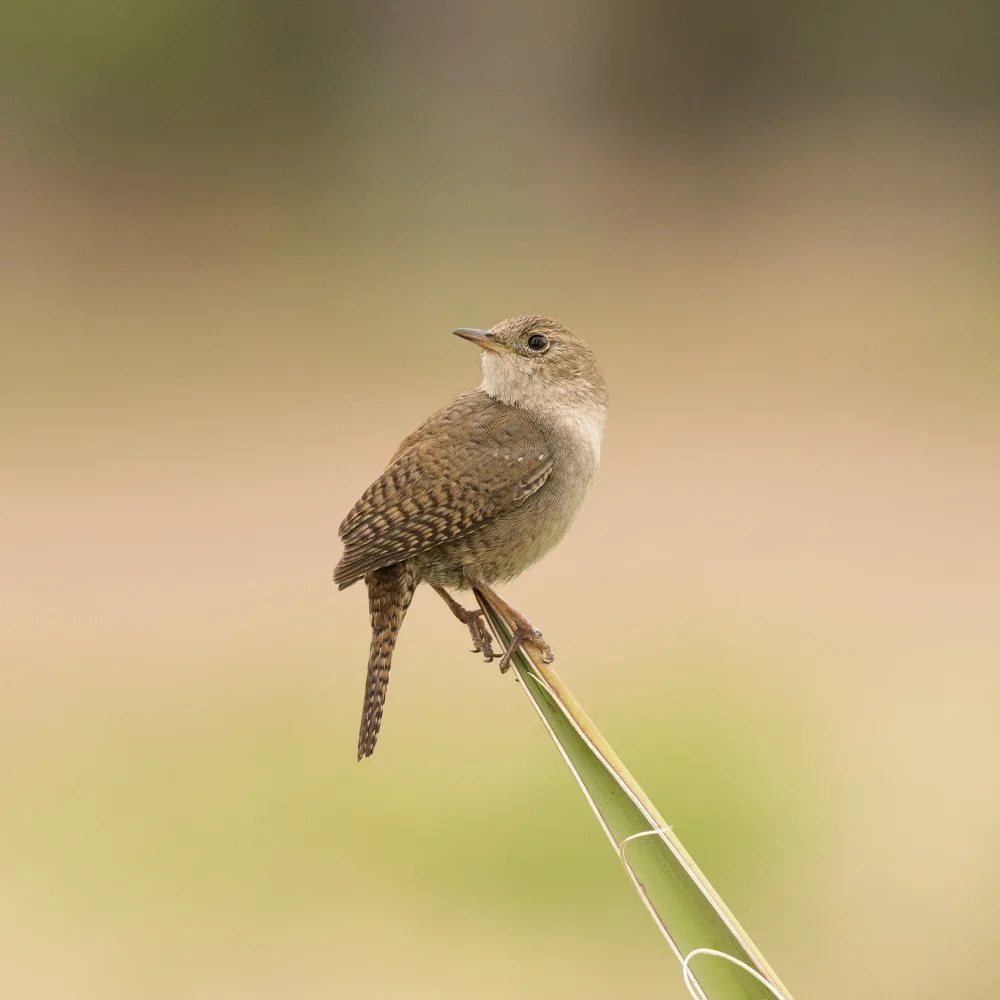 Cui, yang Xiang: Bird