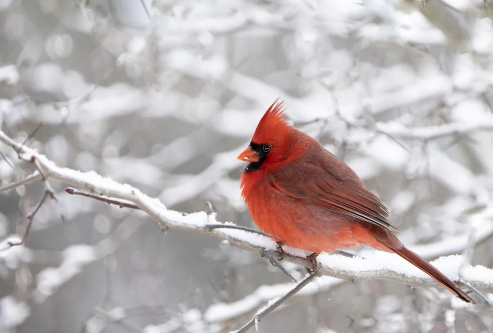 Zhao, Emma: Northern Cardinal in Snow