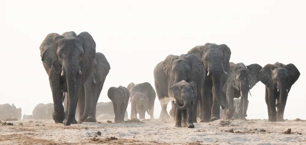 Steenkamp, Etienne: Marching to the River