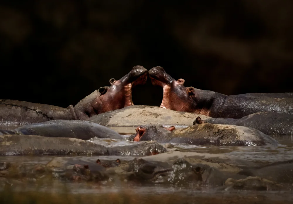 Chen, Hongyu: Hippos in The River