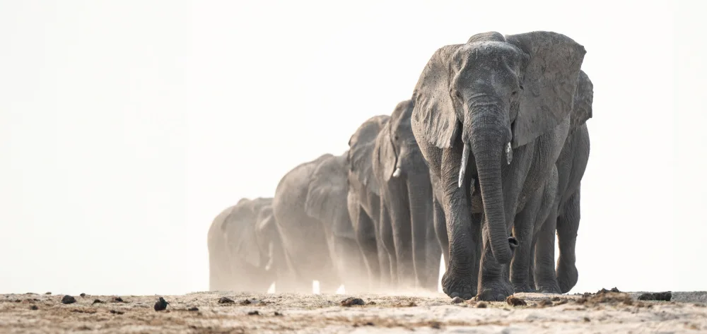 Steenkamp, Etienne: Chobe Convoy