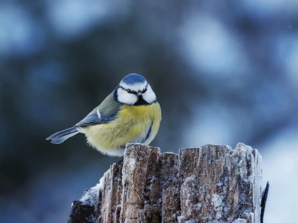 Hovde, Jørgen: Cold pause for a blue tit