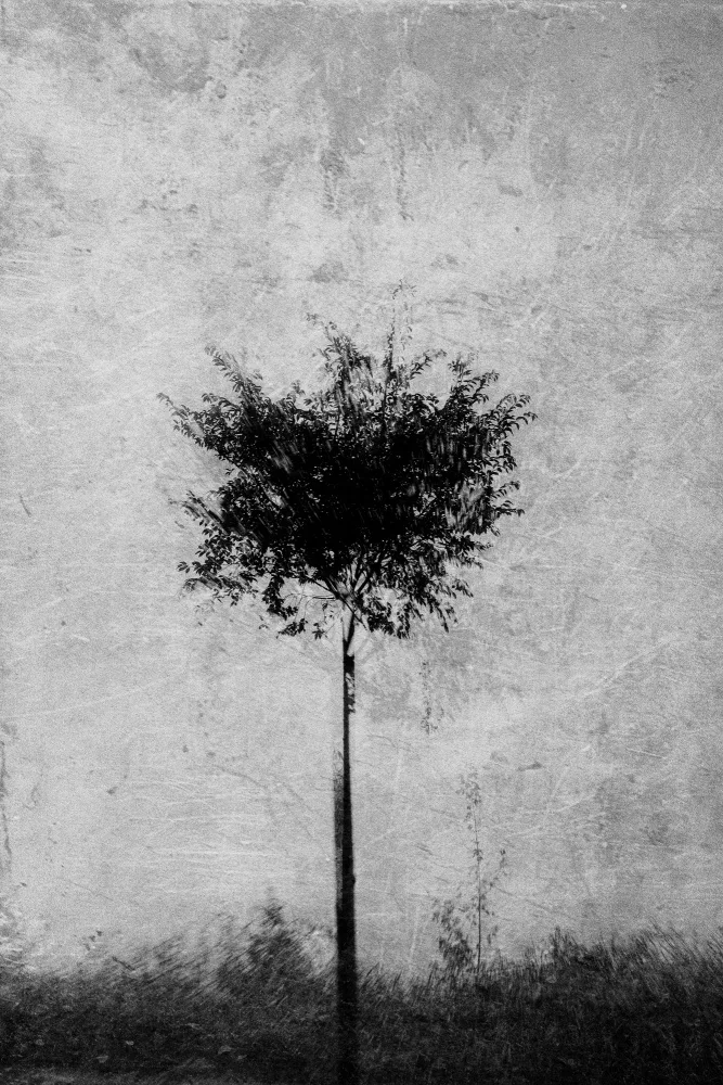 Imaginative: Baum in Schwarz und Weiß