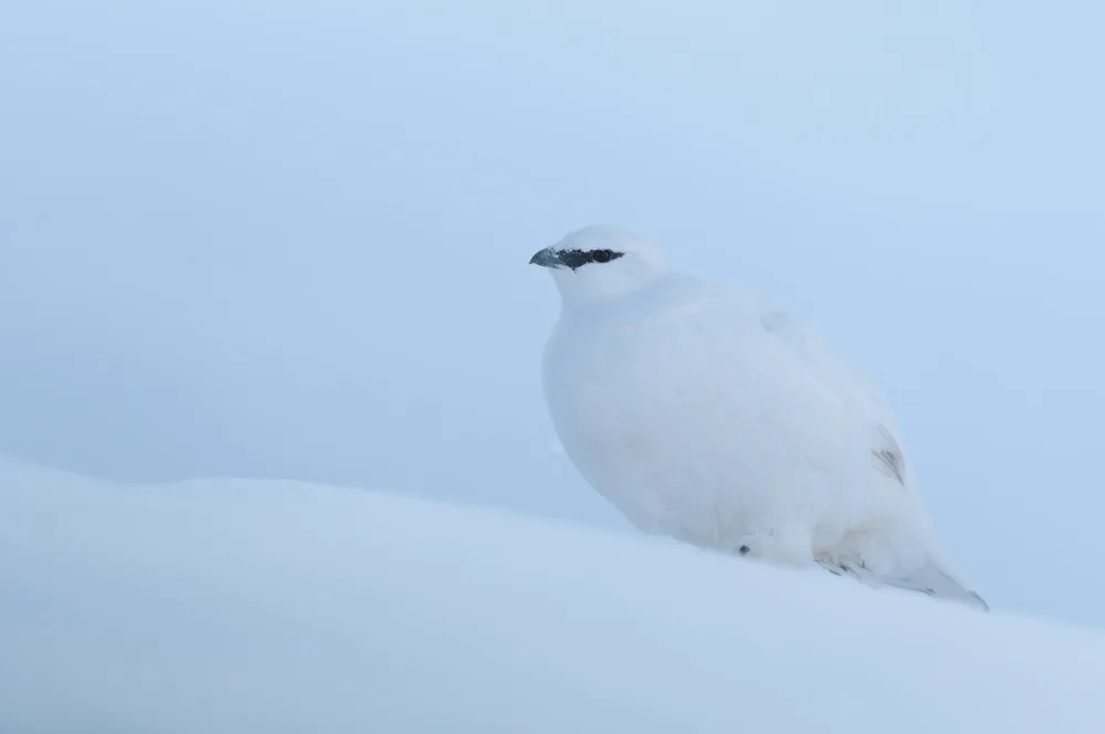 Rossini, Alessandro: Winter mood