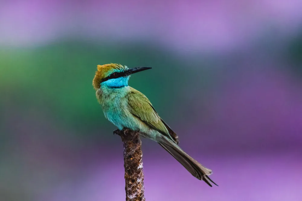 ptu6ki: Arabian green bee-eater