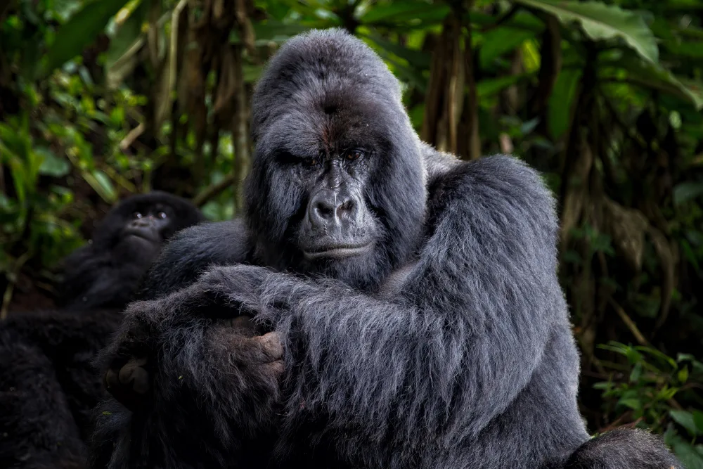 Bashlian, Raffi: The Gentle Giant
