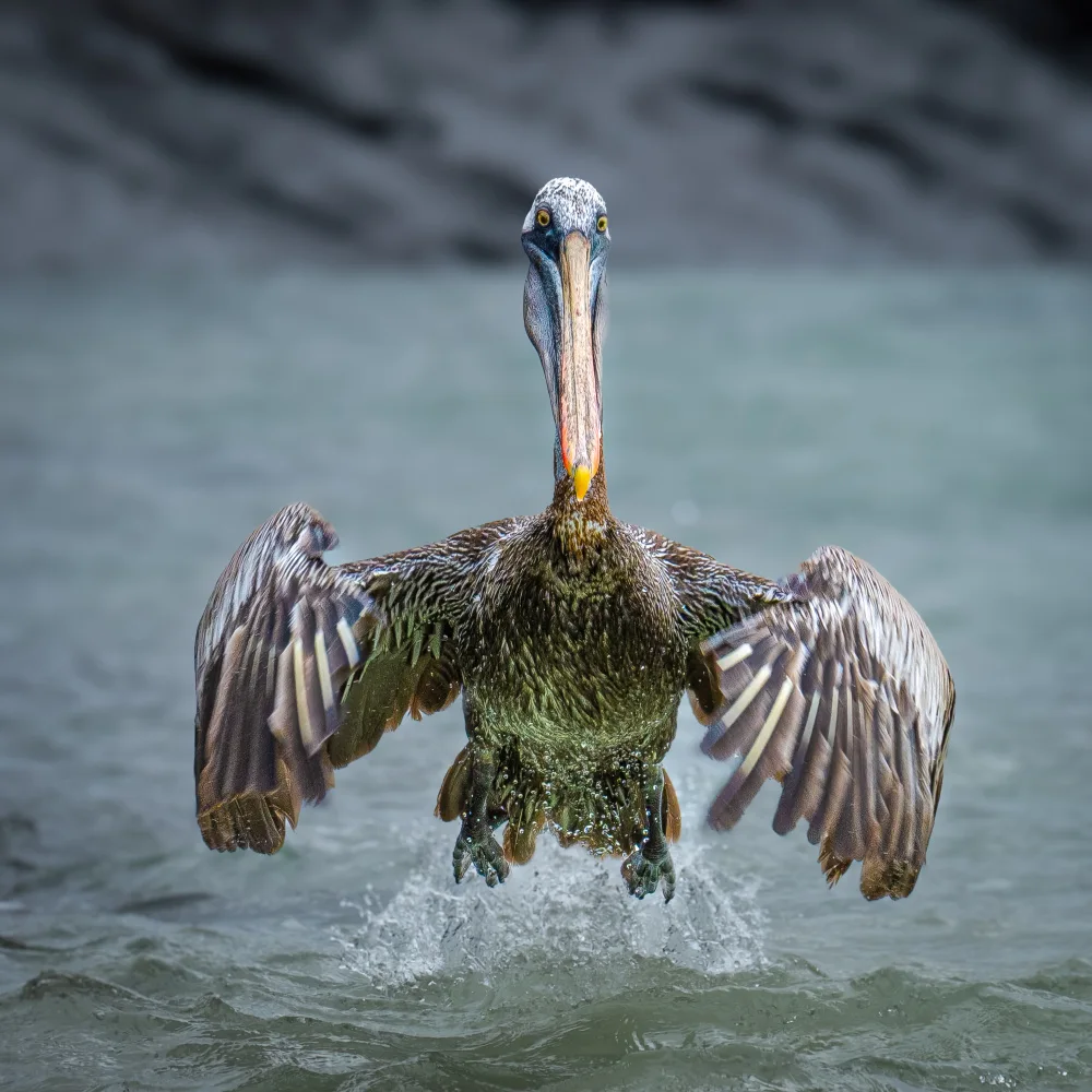 Groof, De Toni: Galapagos Pelican