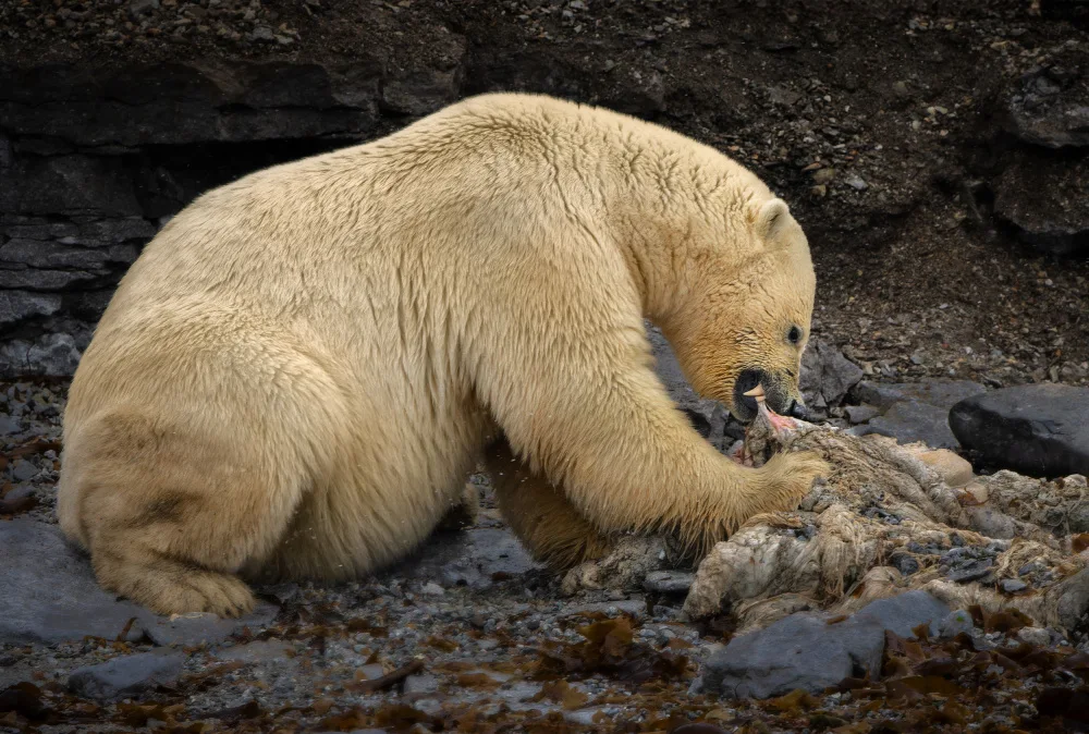 Gil, Ignacio José: Polar bear