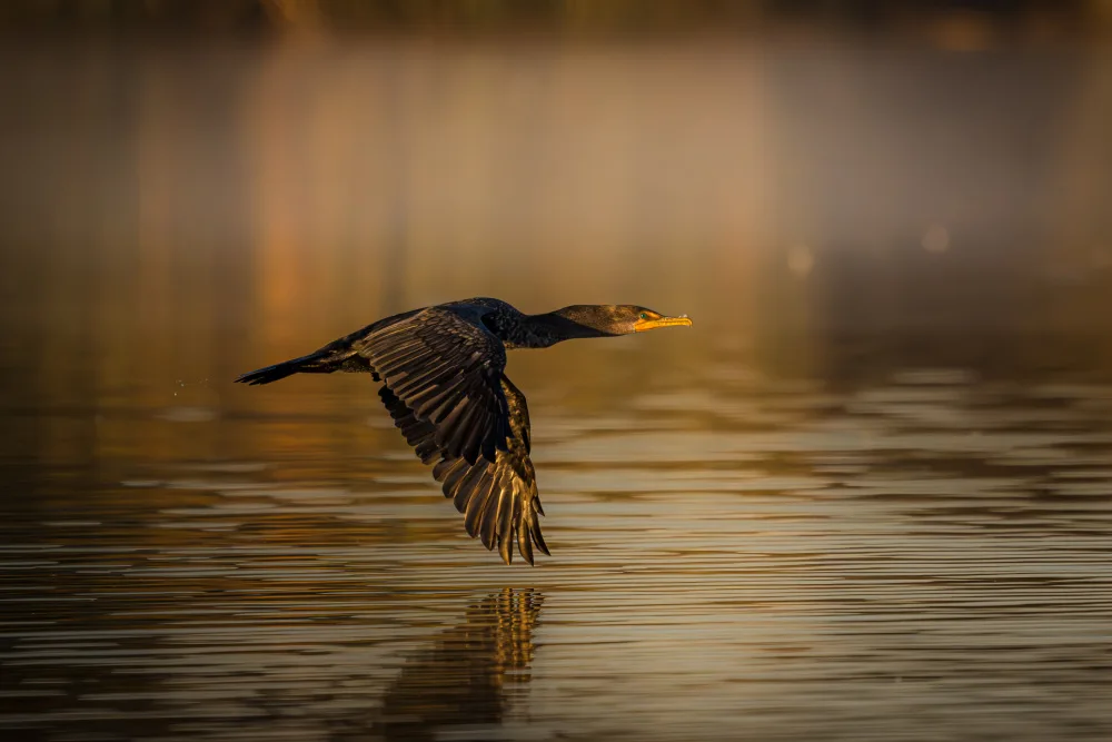 Li, Wanghan: Morning Light, Fog and Cormorant
