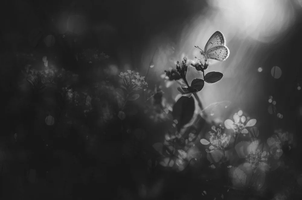 Pamungkas, Edy: Solitario