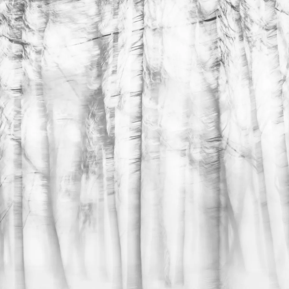 Imaginative: Poetischer Wald