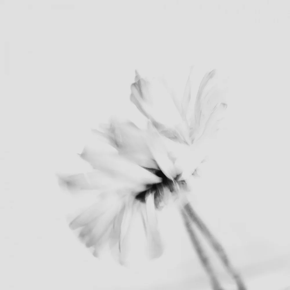Imaginative: Stimmungsvolle Blume 2