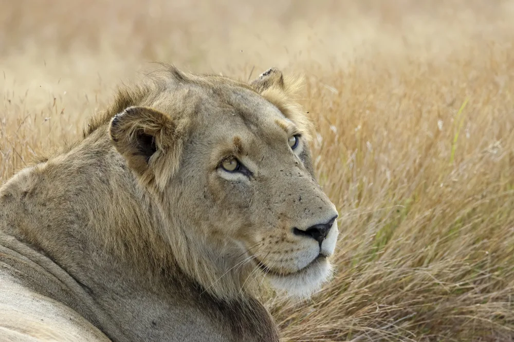 Staden, van Monique: Male lion