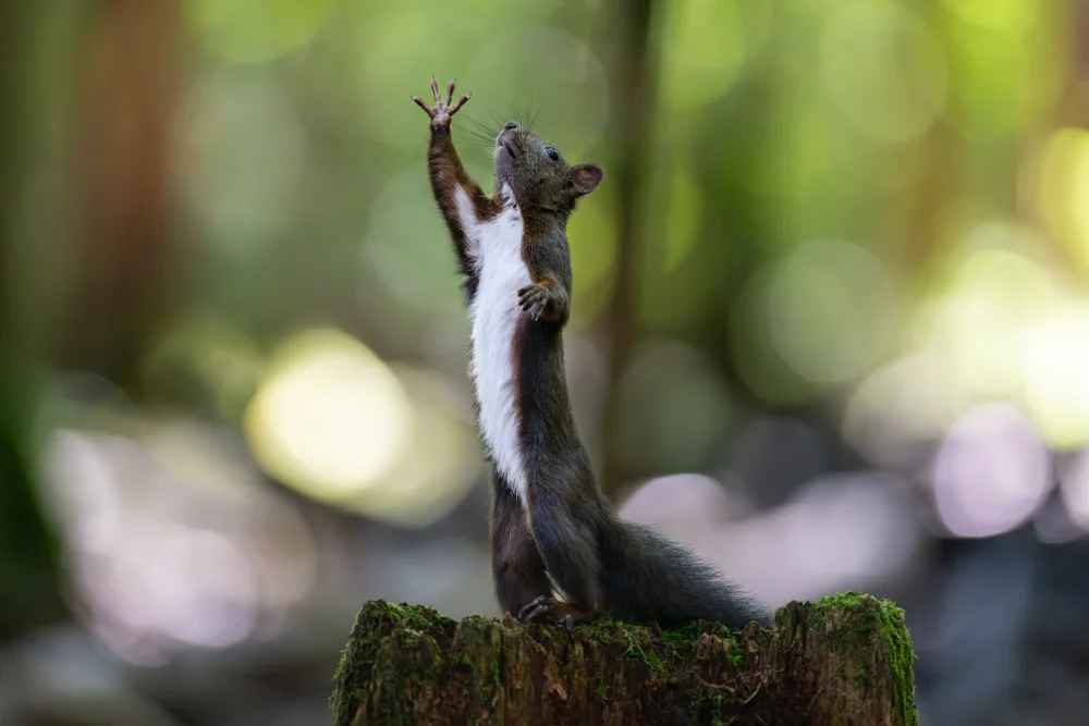 Alicke, Bjoern: high five