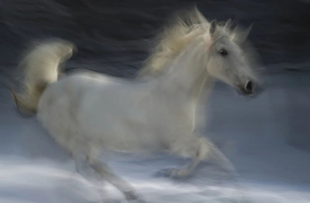 Malovrh, Milan: Lipizzaner