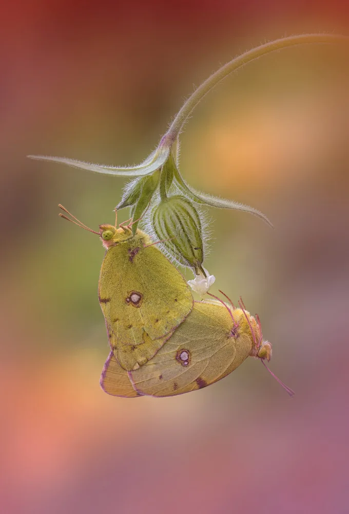 Daminelli, Fabrizio: Colias croceus - páření