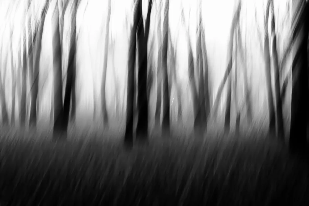 Imaginative: Tanzende Bäume im Nebel