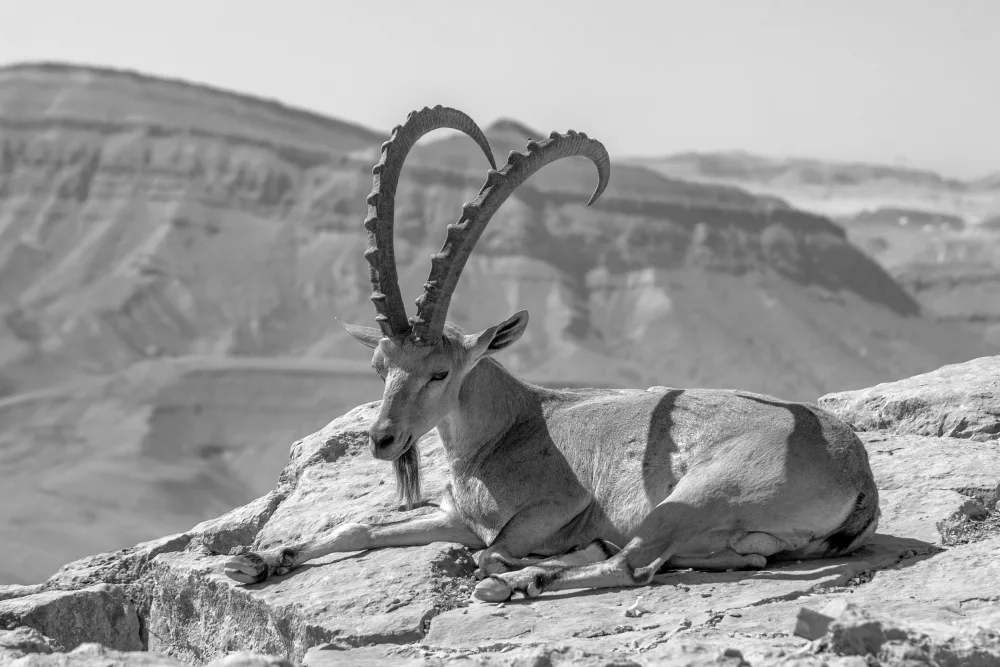 Dembo, Ran: Male Nubian Ibex, Makhtesh (crater) Ramon