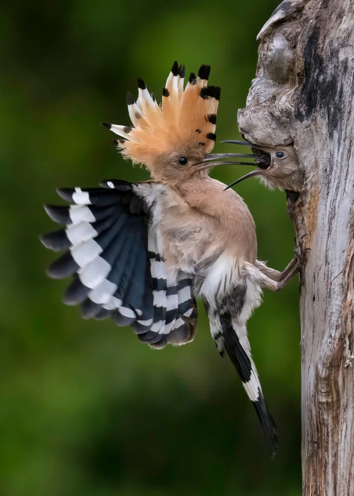Helsen, Eddy: Feeding