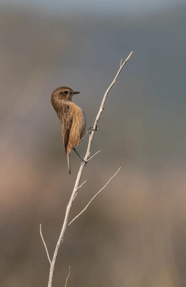 Tortajada, Ezequiel: Samice kočkodava obecného (Saxicola rubicola)