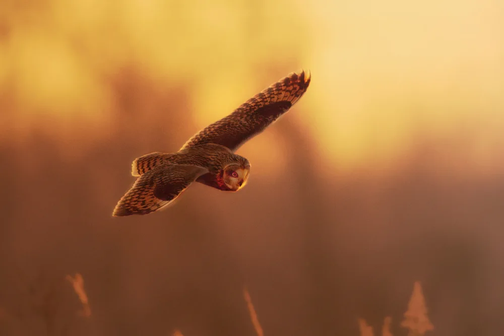 Zhang, Robert: Búho de orejas cortas cazando al atardecer