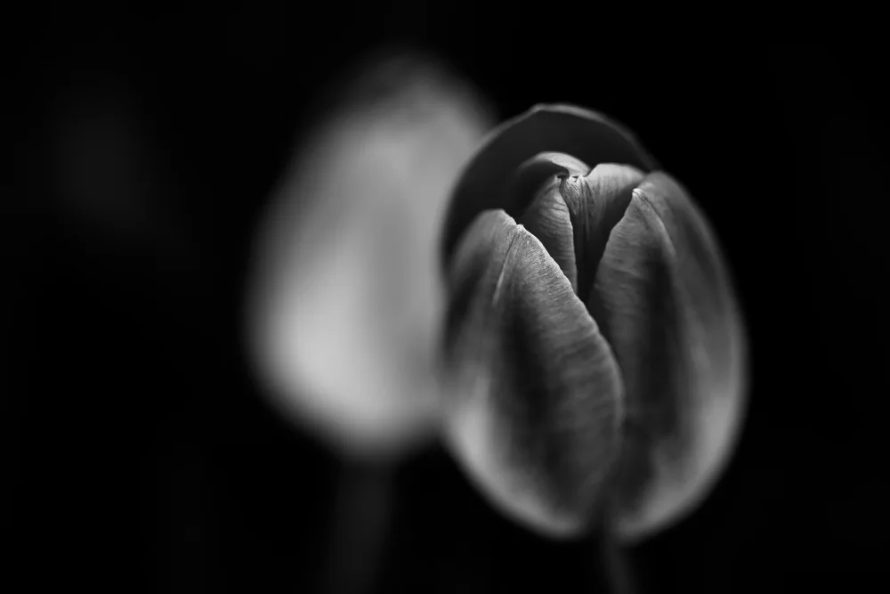 Aliace/uesan: tulipanes frios