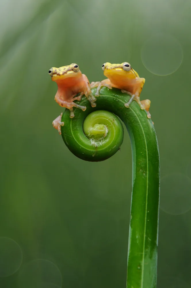 Pamungkas, Edy: Dos ranas doradas