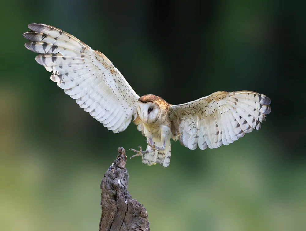 Lu, Bill: Landing