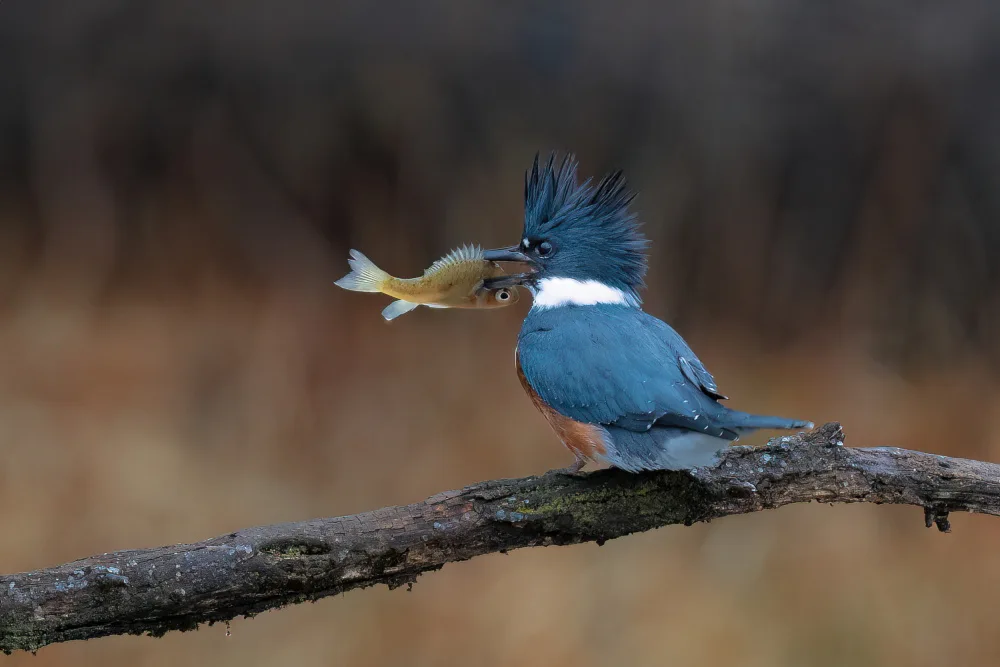 Zhang, Robert: Martín pescador con cinturón y pescado