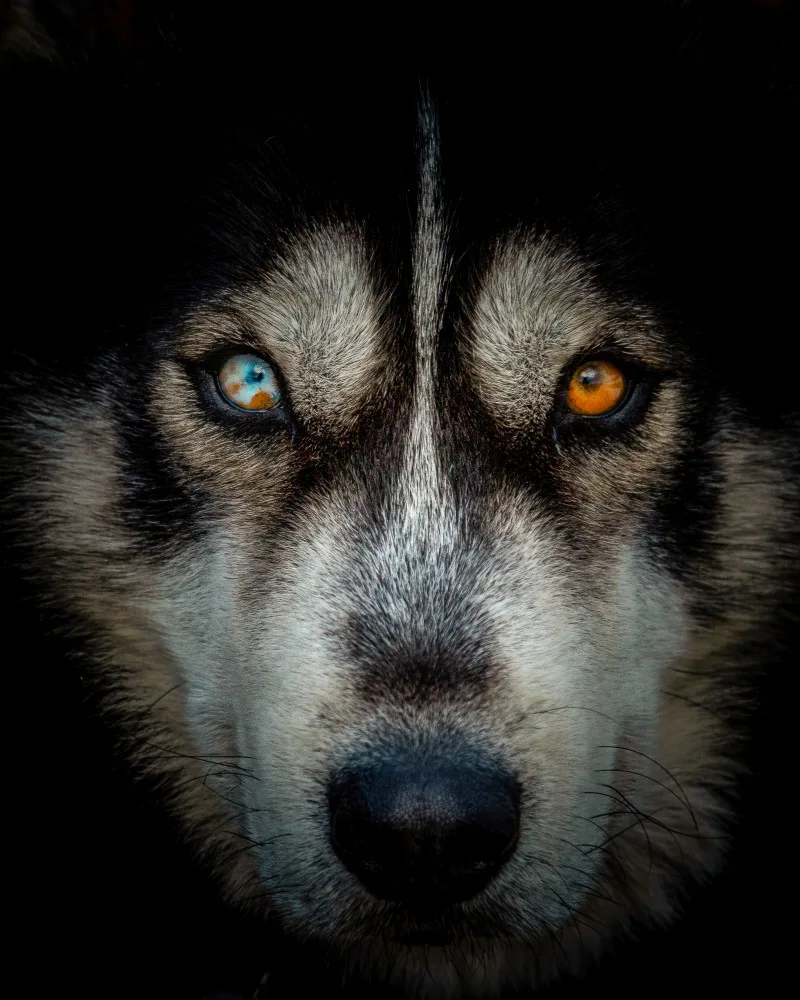 Kimberly: Wild Eyes
