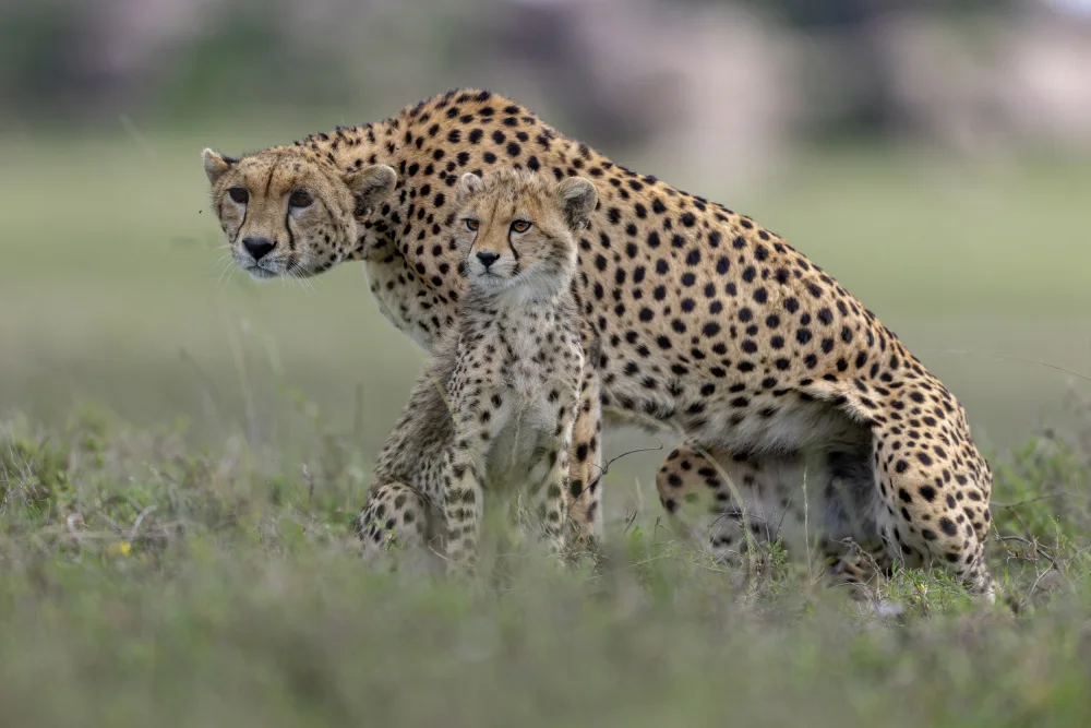 Catta, Alessandro: Protection