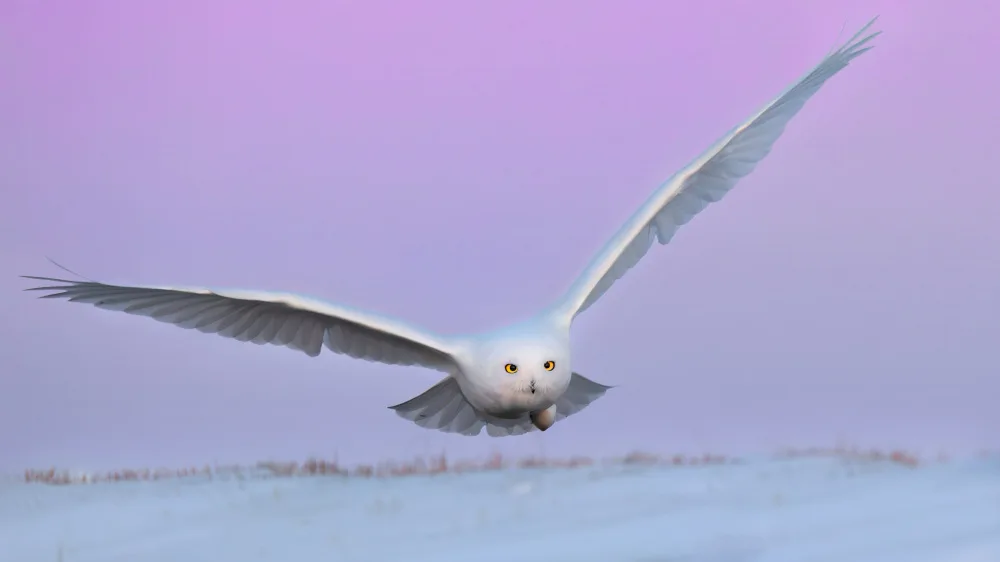 Zuo, Jun: Schneeeule in Flignt