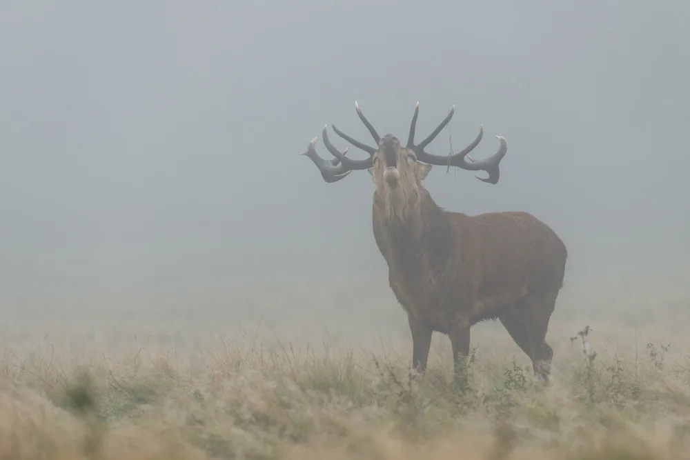 fotorax, Jevric Radojica: Red Deer Stag in the Fog