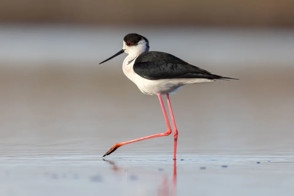 Simone, De Ciro: Himantopus himantopus portrait