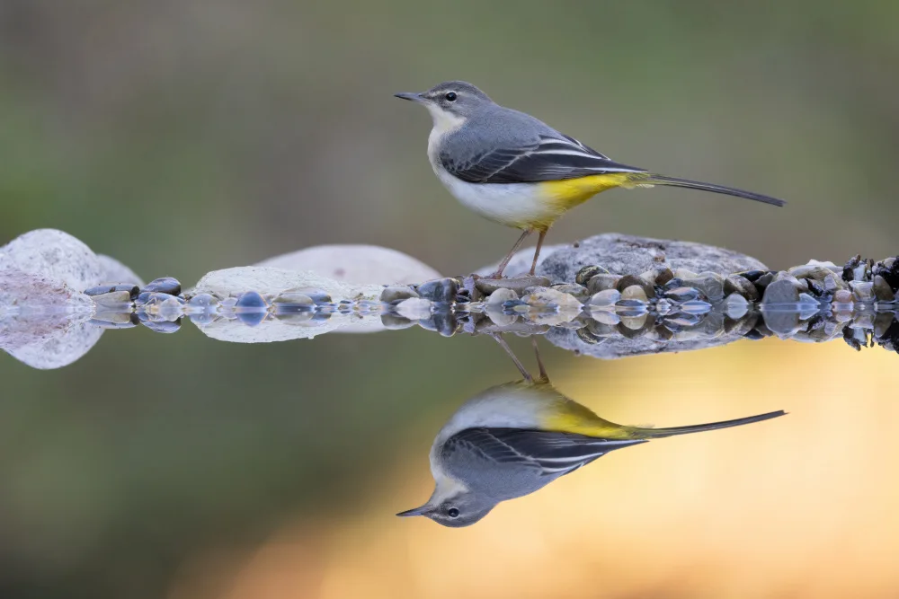 Bolla, Paolo: Grey wagtail