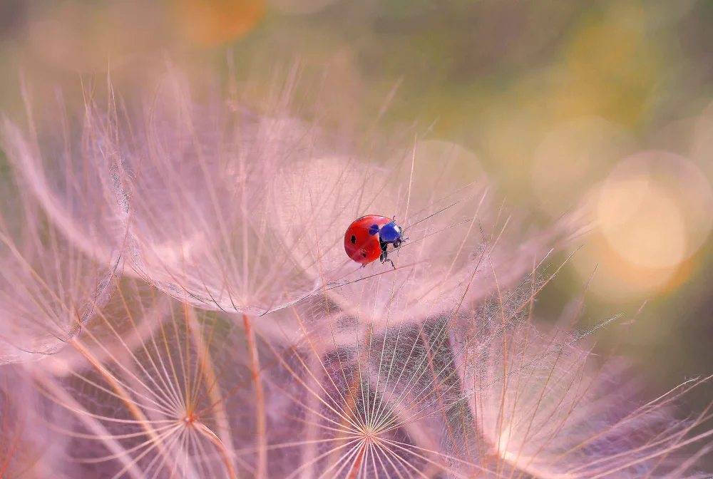 Dufour, Thierry: In the forest of achenes...