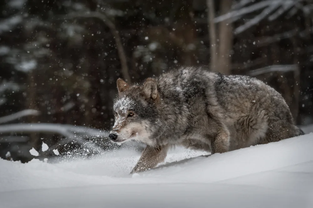 Rudchenko, Olga: In the winter forest