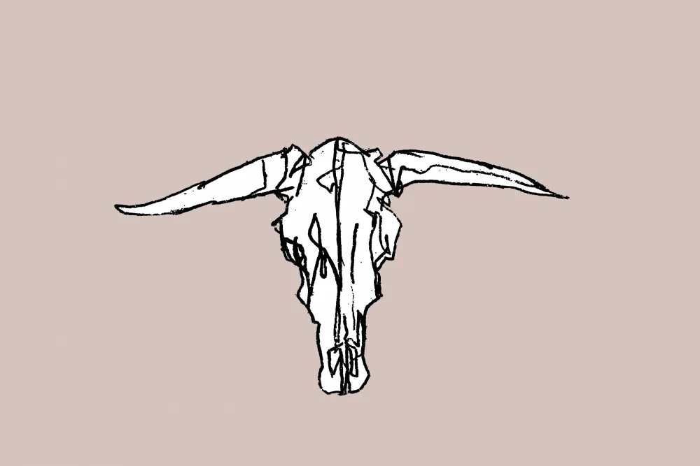 cartissi: Cráneo animal número 3