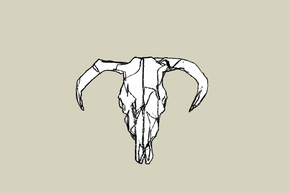 cartissi: Cráneo animal No2