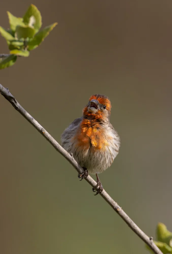 Huang, Johnson: Bird