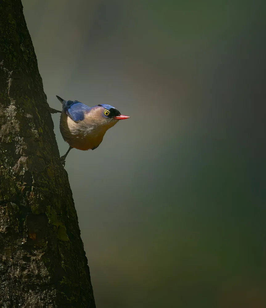 Sikand, Puneet: Guck-Guck