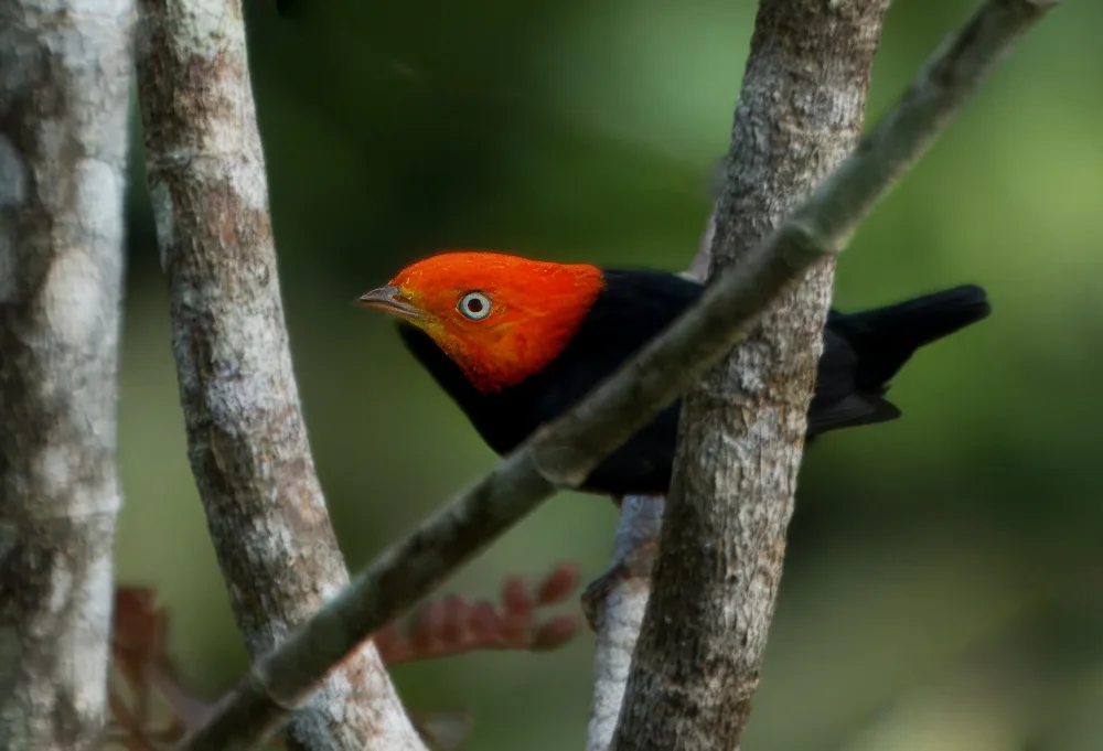 Qiao, Bin: Red capped Manakin
