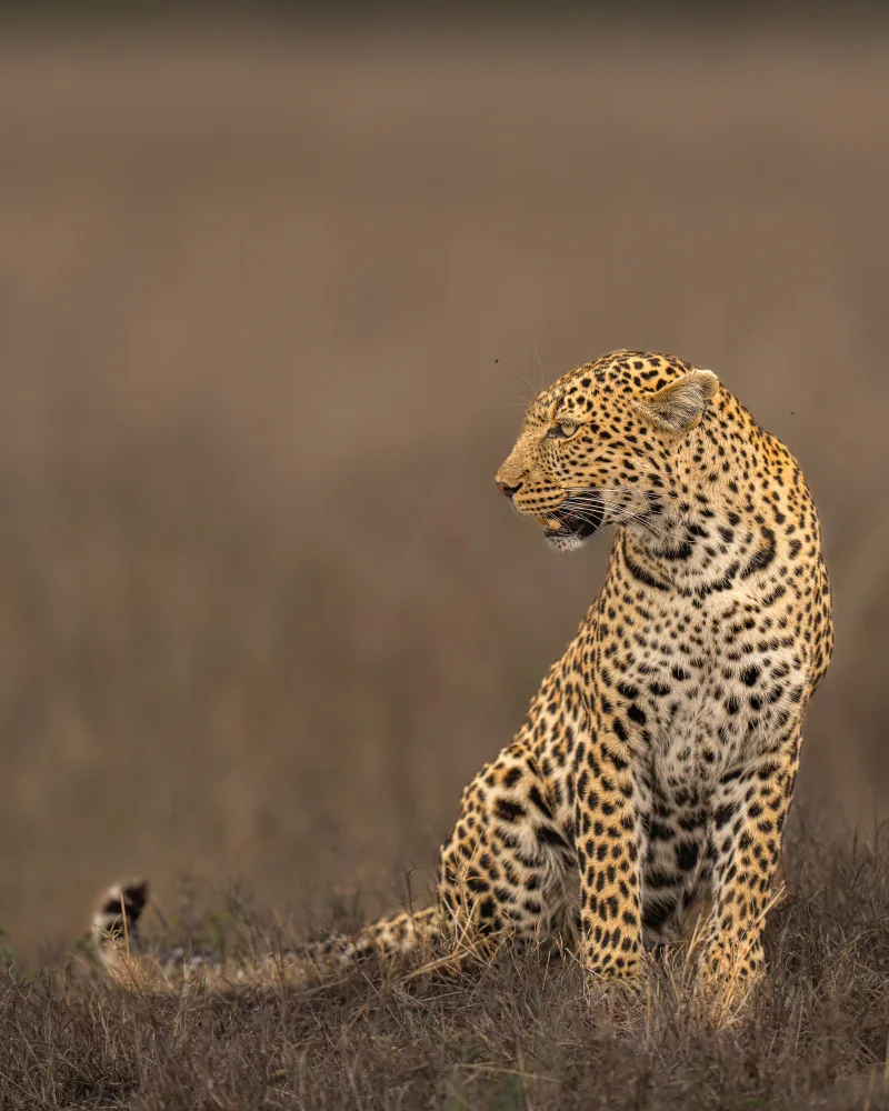 Bhatia, Yogesh: The Lady