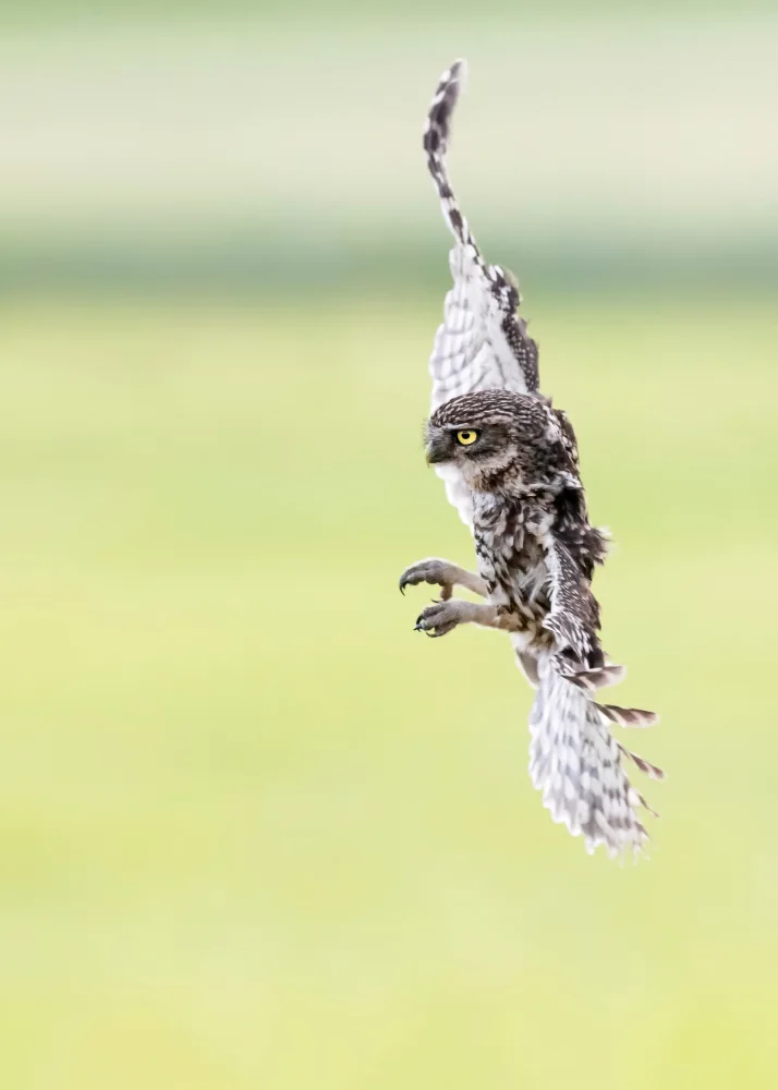 Helsen, Eddy: Little Owl