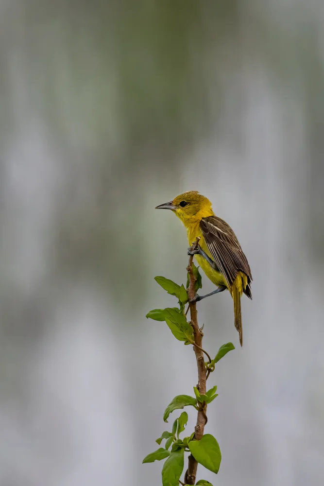 Zhang, Xiaohong: Orchard Oriole (Female)